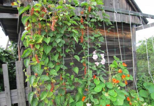 Секреты выращивания китайского лимонника. Биологическая характеристика 13