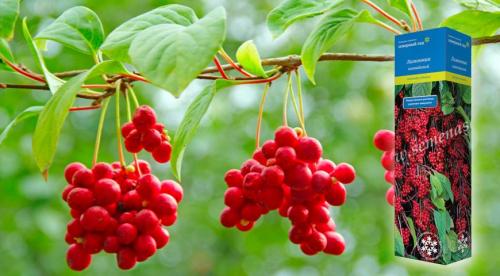 Секреты выращивания китайского лимонника. Биологическая характеристика 03