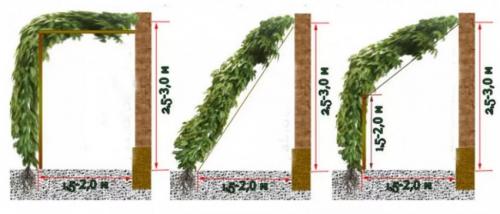 Лимонник посадка и уход в открытом грунте. Условия выращивания 07 Лимонник посадка и уход в открытом грунте. Условия выращивания 07