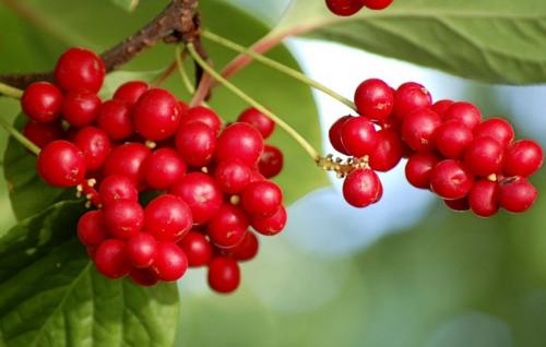 Секреты выращивания китайского лимонника. Биологическая характеристика 01