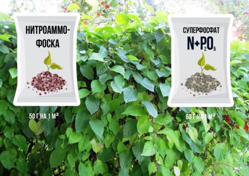 Лимонник посадка и уход в открытом грунте. Условия выращивания 09 Лимонник посадка и уход в открытом грунте. Условия выращивания 09