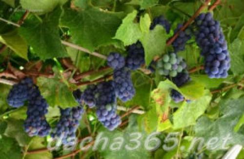 Неукрывные сорта винограда для черноземья. Виноград укрывной и неукрывной