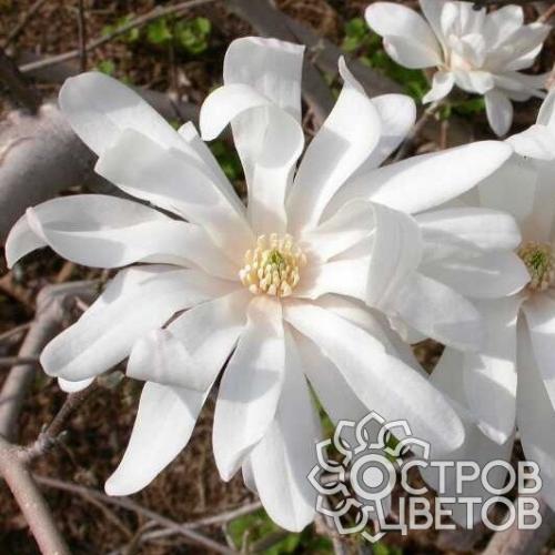 Магнолии: советы по выращиванию и уходу 01