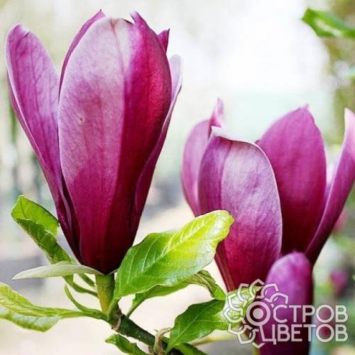 Магнолии: советы по выращиванию и уходу 03