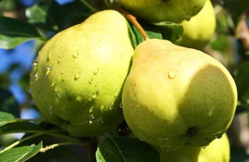 Летний сорт груши для Подмосковья. Летние сорта груш для Подмосковья (полный перечень)