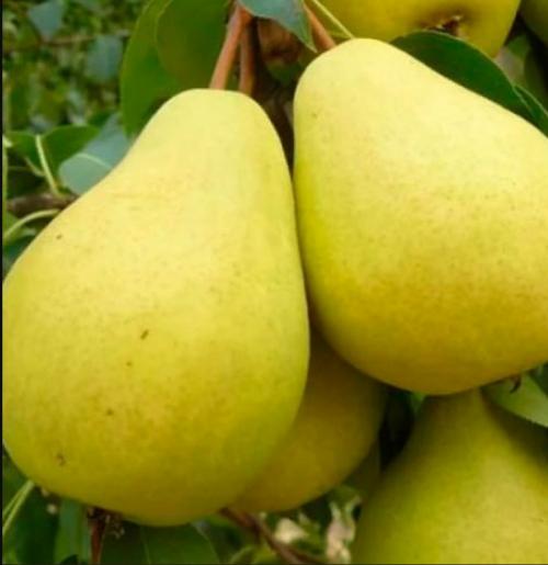 Летний сорт груши для Подмосковья. Летние сорта груш для Подмосковья (полный перечень)