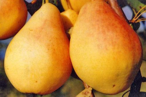 Летний сорт груши Дюшес. Высаживаем и растим идеальную грушу Дюшес