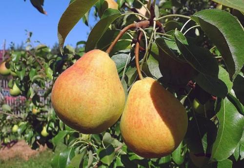 Летний сорт груши для Подмосковья. Летние сорта груш для Подмосковья (полный перечень)