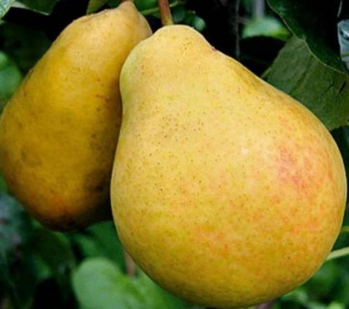 Летний сорт груши для Подмосковья. Летние сорта груш для Подмосковья (полный перечень)