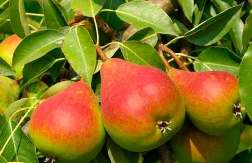 Летний сорт груши для Подмосковья. Летние сорта груш для Подмосковья (полный перечень)