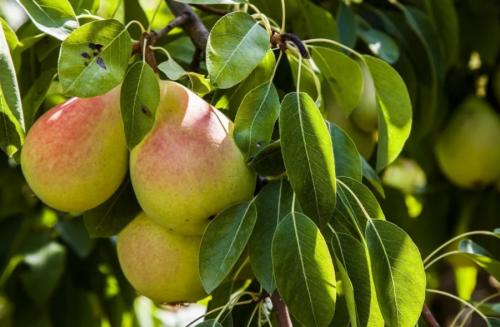 Летний сорт груши для Подмосковья. Летние сорта груш для Подмосковья (полный перечень)