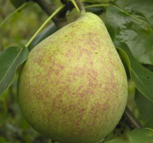 Летний сорт груши для Подмосковья. Летние сорта груш для Подмосковья (полный перечень)