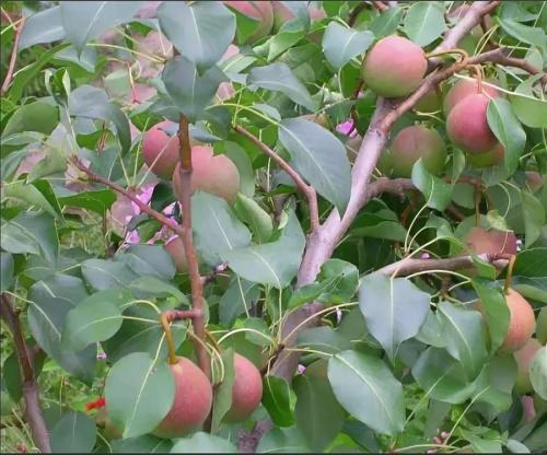 Летний сорт груши для Подмосковья. Летние сорта груш для Подмосковья (полный перечень)