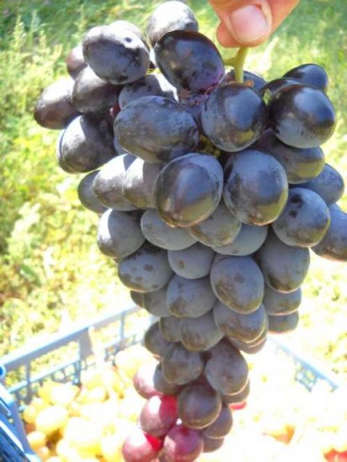 Виноград фурор. Описание винограда фурор