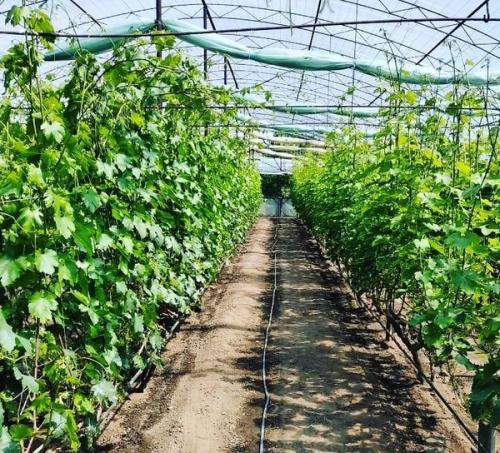 Виноград посадка и уход в открытом грунте для новичков. Все этапы выращивания винограда от А до Я