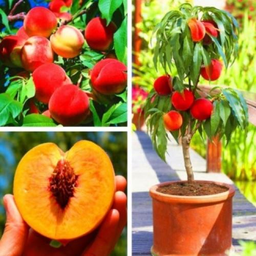 Персик донецкий желтый отзывы. 5 лучших сортов персика 07