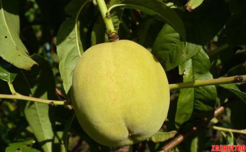 Персик донецкий желтый отзывы. 5 лучших сортов персика