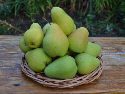 Сорта осенних груш для средней полосы России. Груши для средней полосы России