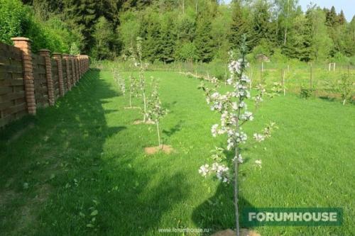 Расстояние между деревьями при посадке сада таблица. Расстояние между растениями