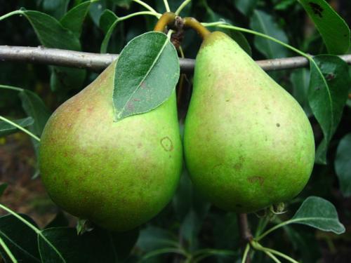 Сорта осенних груш для средней полосы России. Груши для средней полосы России