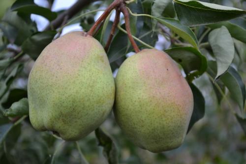 Сорта осенних груш для средней полосы России. Груши для средней полосы России