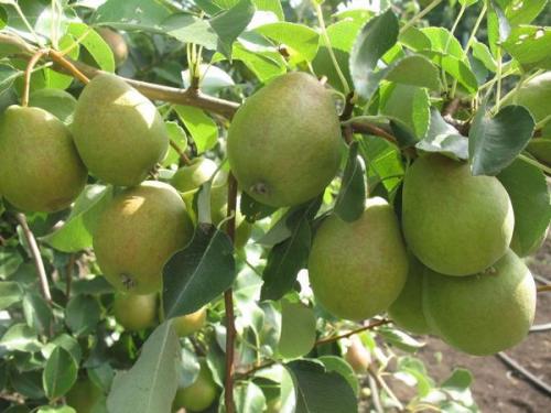 Сорта зимних груш. Зимние сорта груш