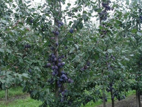 Таблица совместимости плодовых деревьев и кустарников в саду таблица. Наилучшая совместимость плодовых деревьев и кустарников 04