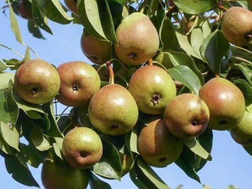 Сорта осенних груш для северо-запада. 10 сортов груши для северо-западного региона