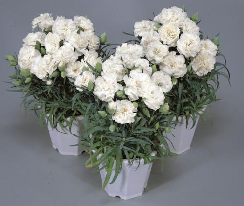 Выращивание гвоздики от А до Я. Виды и сорта гвоздик 09