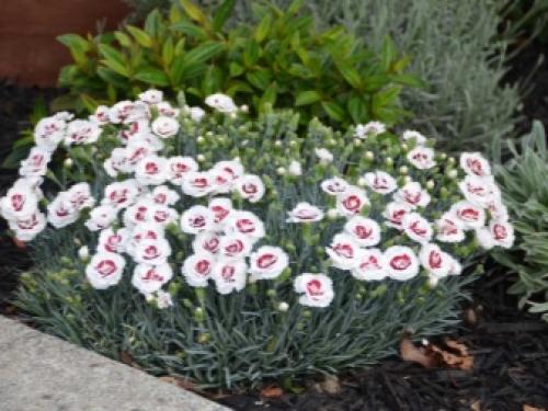 Выращивание гвоздики от А до Я. Виды и сорта гвоздик 08