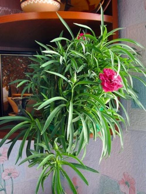 Выращивание гвоздики от А до Я. Виды и сорта гвоздик 10