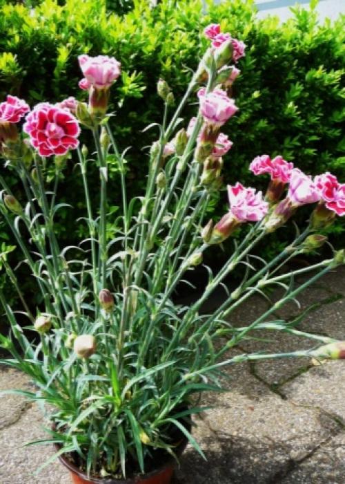 Выращивание гвоздики от А до Я. Виды и сорта гвоздик 06