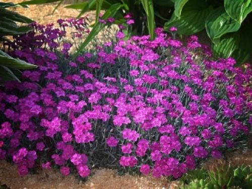 Выращивание гвоздики от А до Я. Виды и сорта гвоздик 07