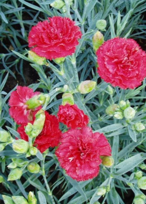 Выращивание гвоздики от А до Я. Виды и сорта гвоздик 05