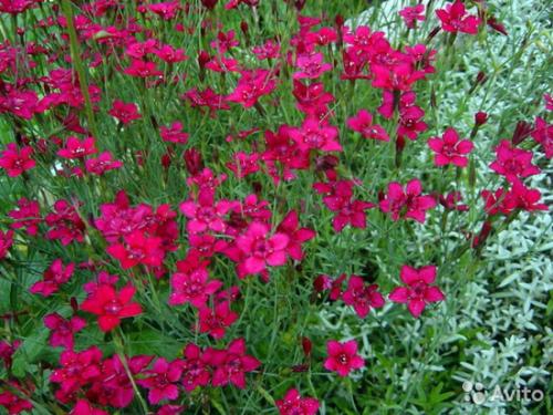 Выращивание гвоздики от А до Я. Виды и сорта гвоздик 02