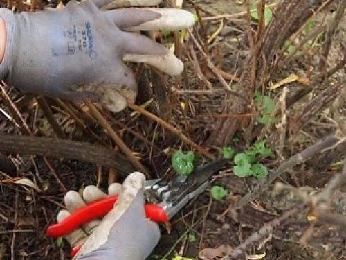 Красная смородина рядом с вишней. С чем нельзя сажать 05