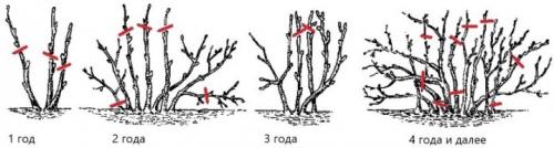 Красная смородина рядом с вишней. С чем нельзя сажать 04