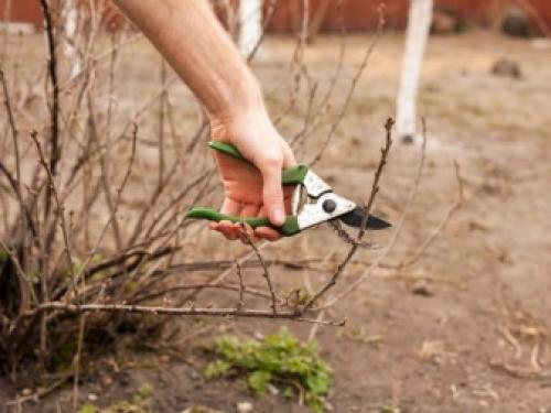 Красная смородина рядом с вишней. С чем нельзя сажать 03