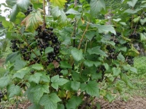 Красная смородина рядом с вишней. С чем нельзя сажать 06