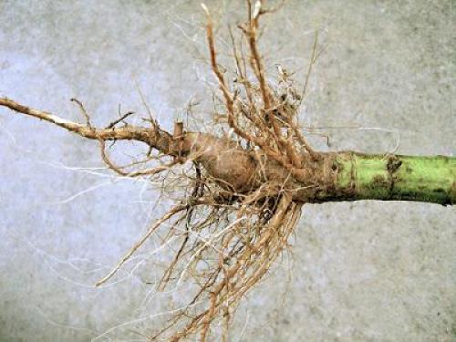 Как заготовить корни подсолнуха для лечения. Сбор корня: правила заготовки, сушки и хранения 04