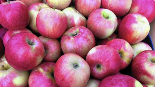 Зимние сорта яблонь с длительным сроком хранения плодов. Всё про зимние сорта яблок