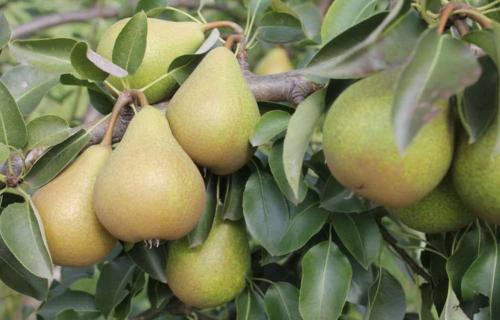 Летние сорта груши для Урала. Груши для Урала