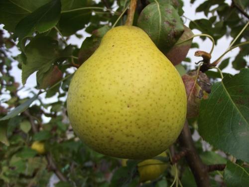 Летние сорта груши устойчивые к парше. 40 сортов груш по регионам c описанием и фото