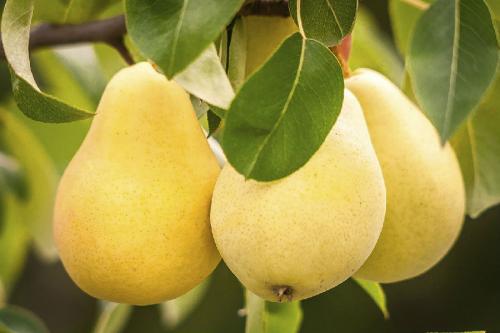 Летние сорта груши для Урала. Груши для Урала