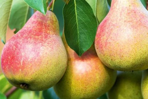 Летние сорта груши устойчивые к парше. 40 сортов груш по регионам c описанием и фото