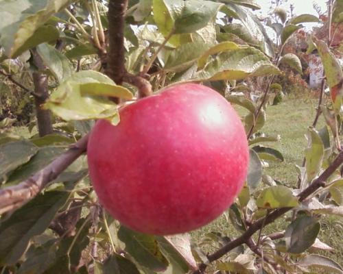 Зимние сорта яблонь с длительным сроком хранения плодов для средней полосы. Популярные зимние сорта яблонь