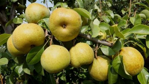 Летние сорта груши для Урала. Груши для Урала