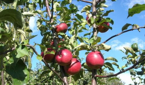 Зимние сорта яблонь с длительным сроком хранения плодов. Всё про зимние сорта яблок