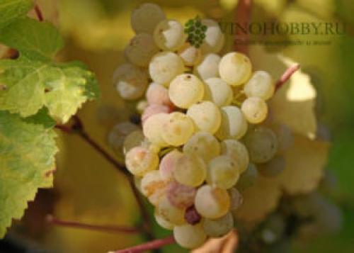 Какой виноград лучше для домашнего вина. Лучшие сорта винограда для производства вина. Какие подойдут для Подмосковья и Сибири