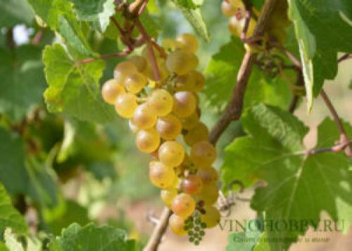 Какой виноград лучше для домашнего вина. Лучшие сорта винограда для производства вина. Какие подойдут для Подмосковья и Сибири